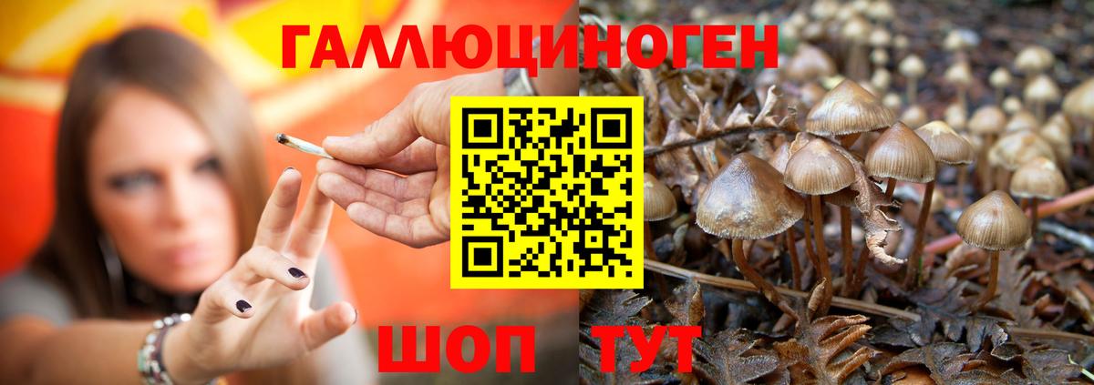 Галлюциногенные грибы Psilocybe Надым